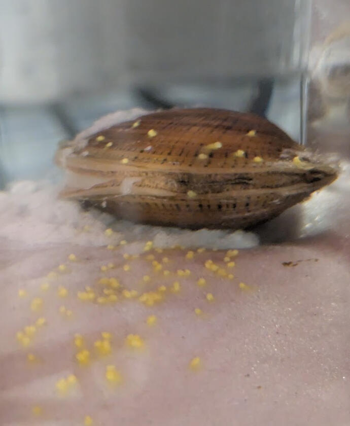 Testing pesticide exposures on Mussels for my thesis