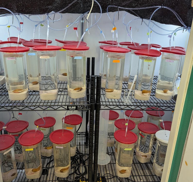 Conducting a 7 day mortality test to find the median lethal dose (LC50) of Bayluscide. 35 mussels were exposed to 6 different biologically relevent doses.