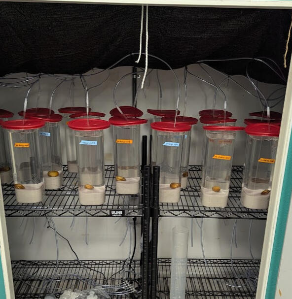 Doing a simple acclimation test on the mussels