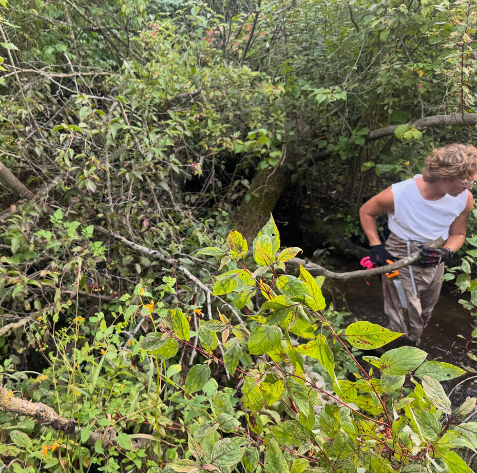 Removing a log jam that was plugging up the creek