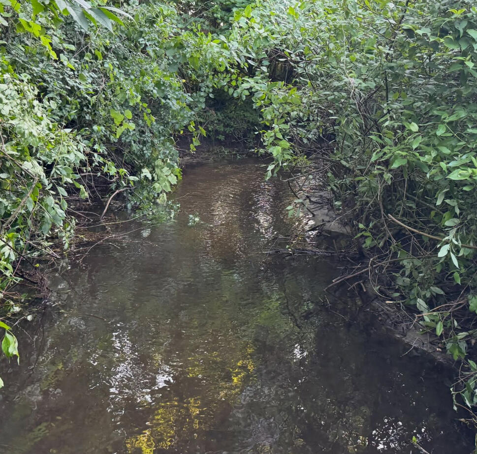 Always keep enough foliage overhead of the creek, to keep it shaded from the heat!