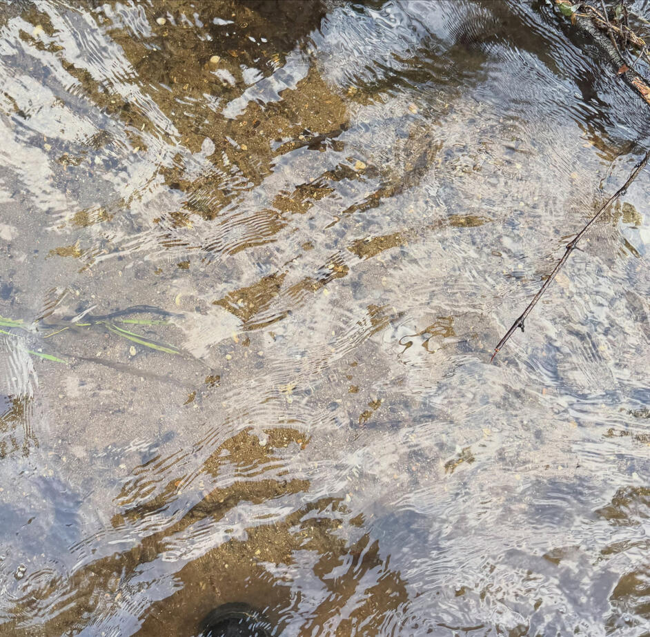Improvements in flow rates, shear off silt and excess sediment revealing sandy rocky bottoms- ideal creek conditions!
