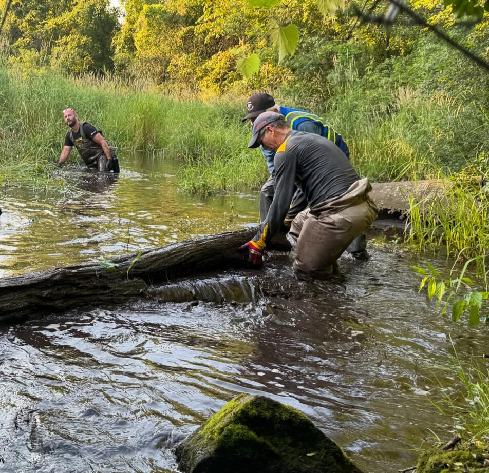 Logs can be repurposed to create bank reinforcements, sediment mats, and deflectors.